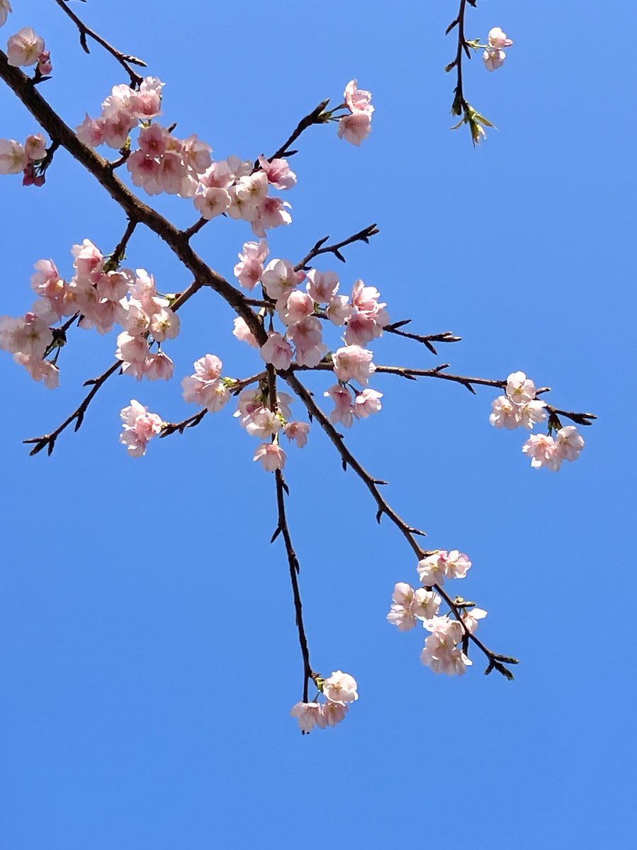 なんかもう咲いてて
時の流れがはやいよ…