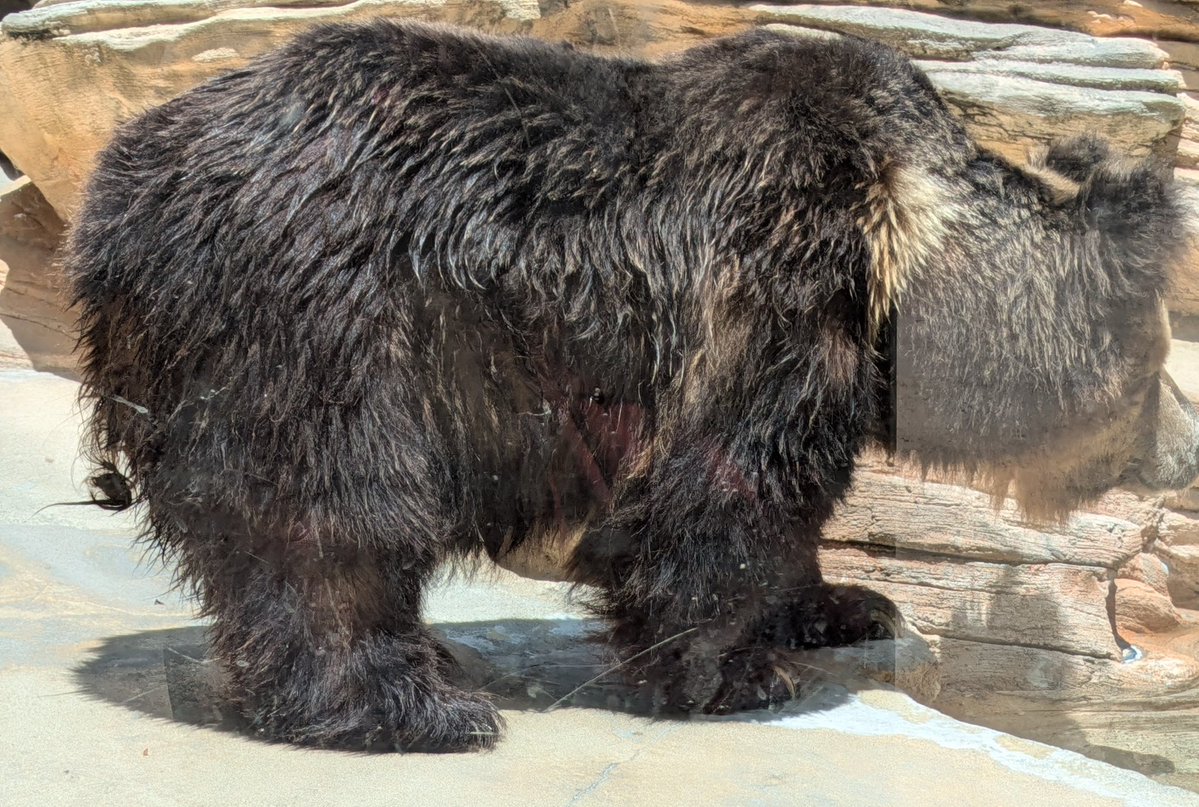 <a href="/kobeojizoo/">神戸市立王子動物園（公式）</a> (T人T)🌈🍀💧