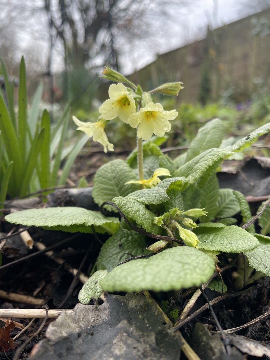 Gillian Higham tweet media