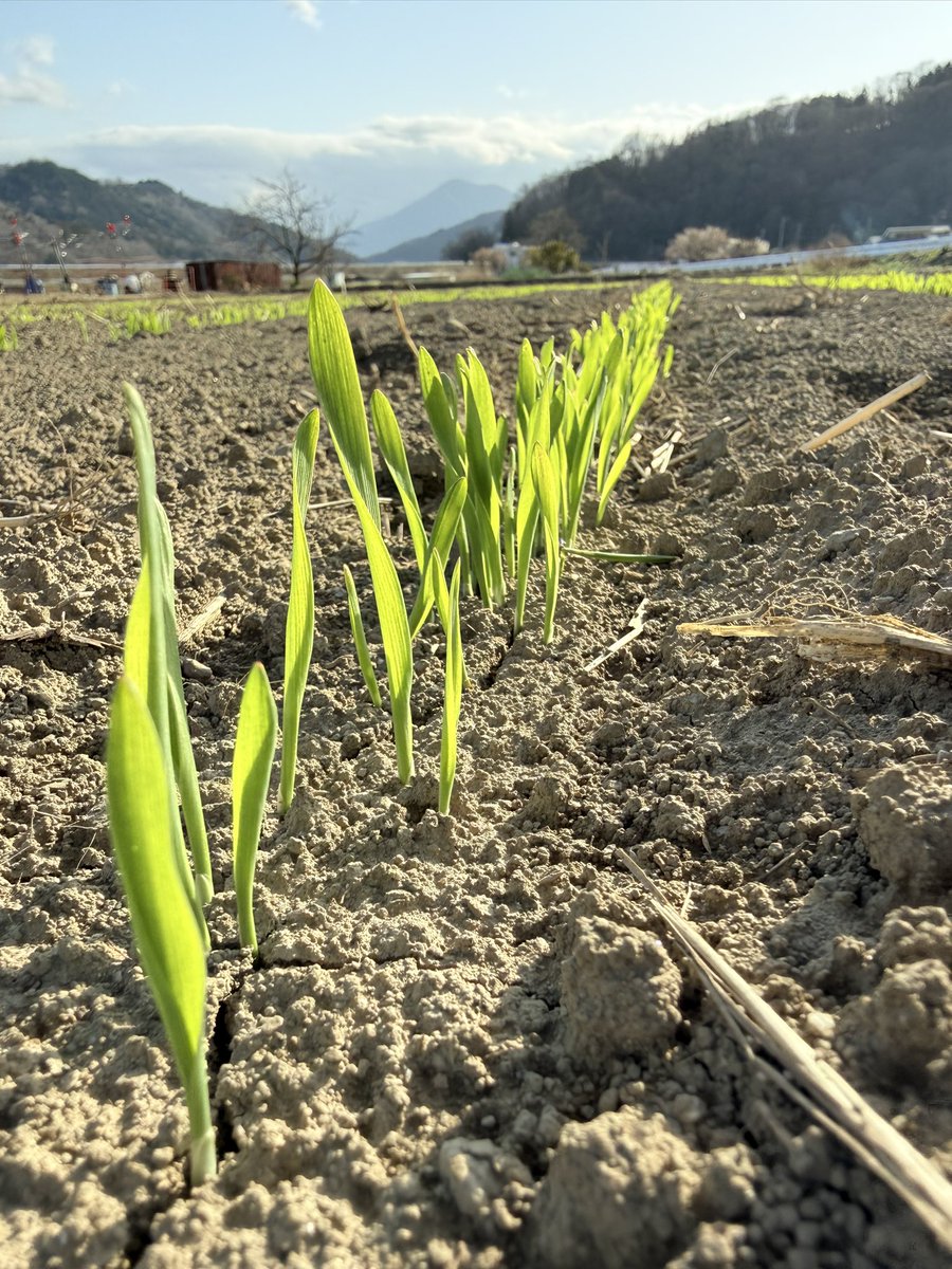 Bande_Brewing's tweet photo. 今年もクラフトビールの材料となるビール麦の芽がでました。
来週からいよいよ醸造も始まります。 https://t.co/eIkmx1YR23