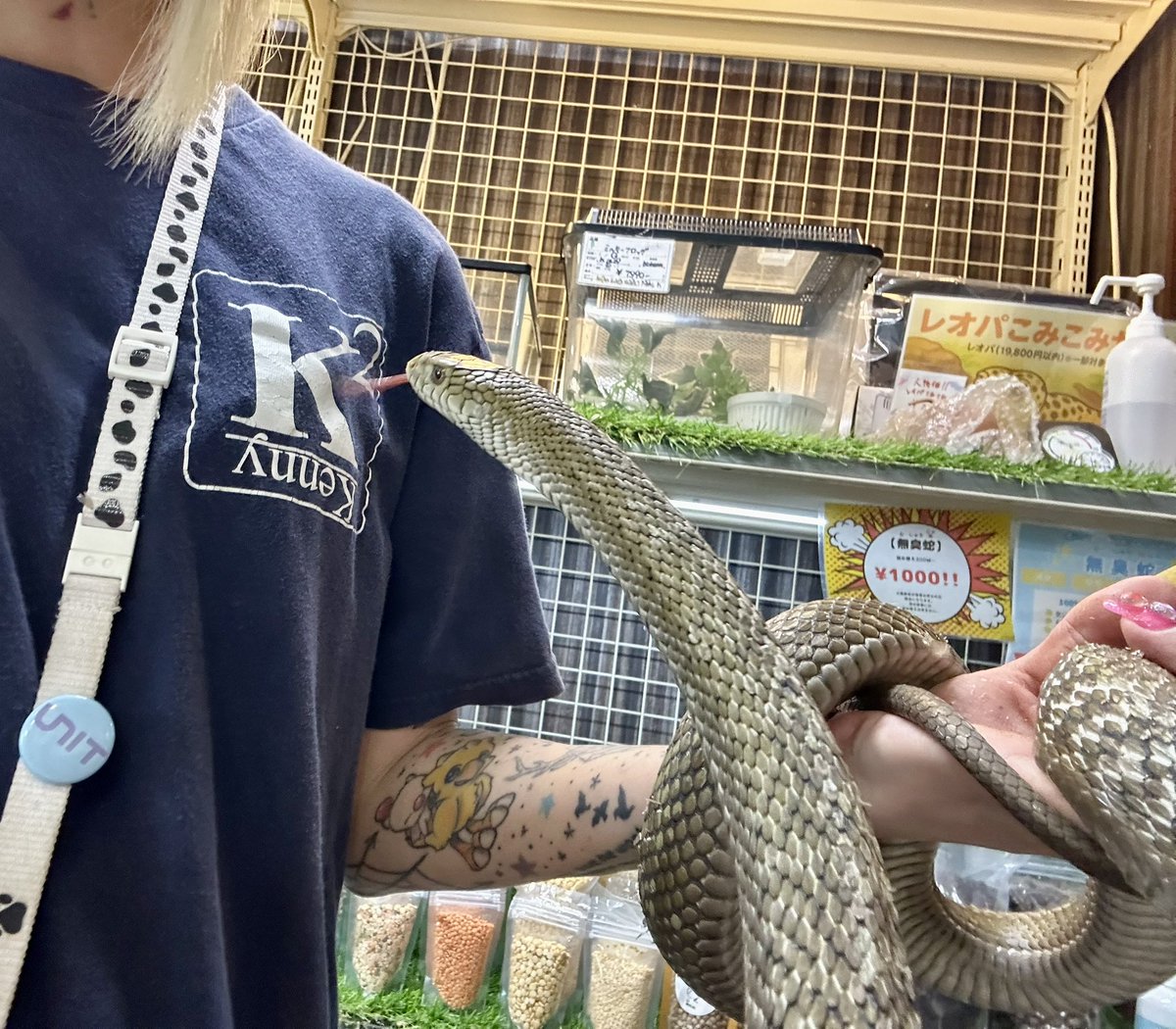 これぞCB #ヨナグニシュウダ 🐍 フルアダルト✨ #爬虫類 #ナミヘビ