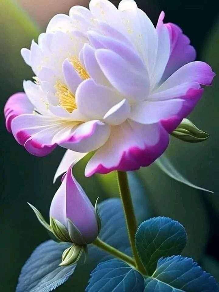 Flowers (@Abcd248069) / Posts / X