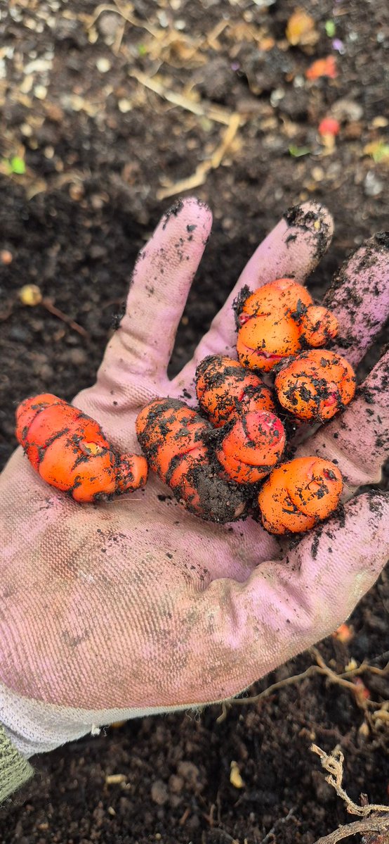 Togher Community Garden tweet media