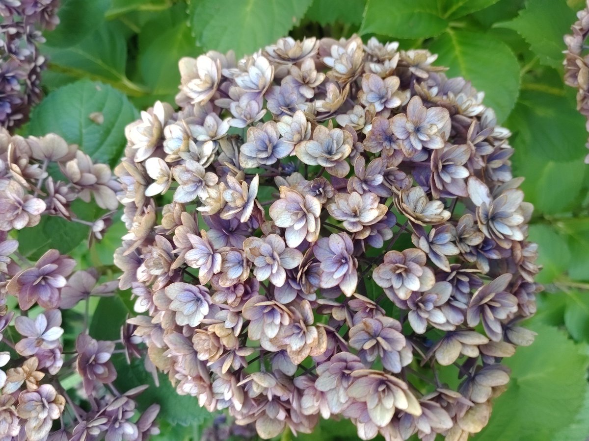 紫陽花好きの私が撮ったベスト3 #紫陽花