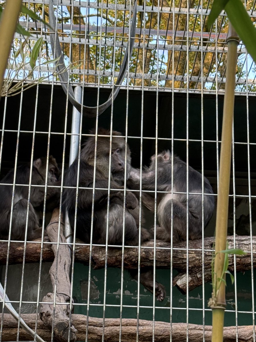 shinobu (@mikage292929) / Posts / X