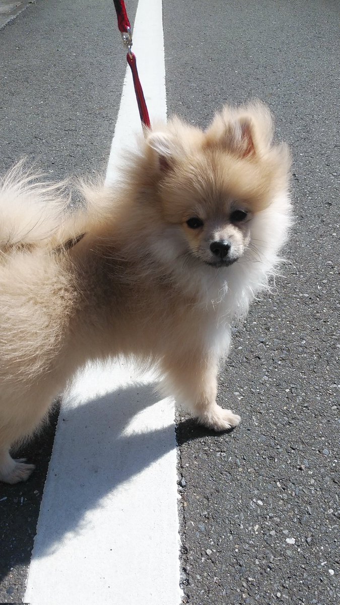 そういえば… ぽんが🏠️来て5年と1週間だ🎶 忘れてたわけじゃないよ