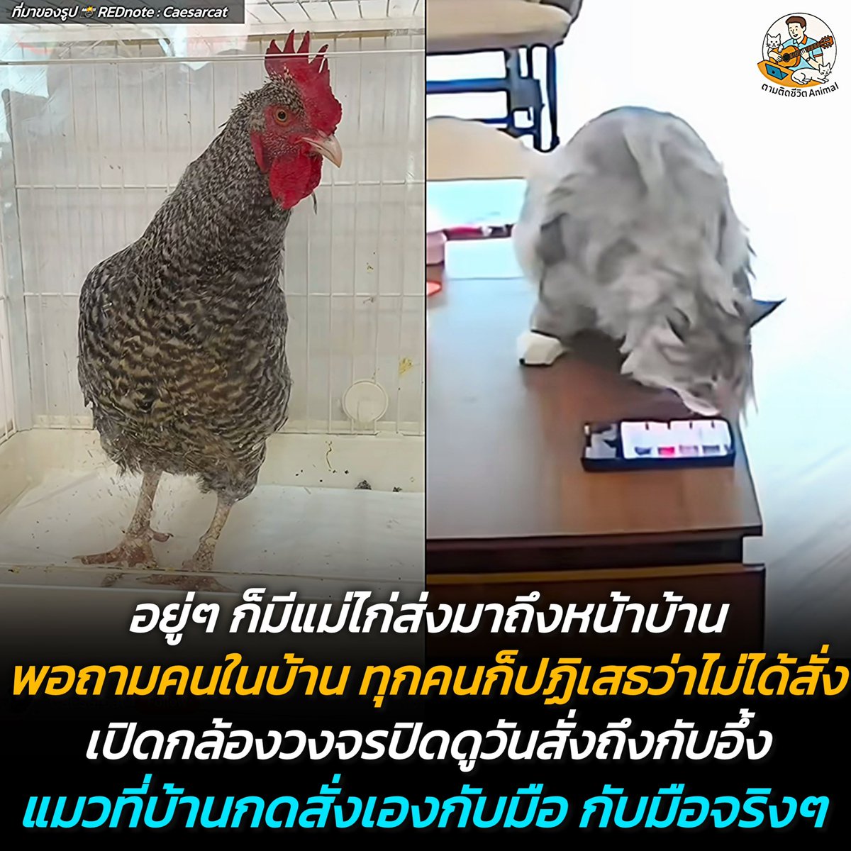 วงการนักล่าต้องสั่นสะเทือน เมื่อแมวเหมียวยุค 5G ไม่ต้องเหนื่อยออกไปวิ่งล่าเหยื่ออีกต่อไป แค่มีมือถือและตังของทาส ก็ได้ของสดมาส่งตรงถึงหน้าประตูบ้านได้แล้วนะ 😳🥹🤣
แมว : ยุคนี้ใครเค้าจะออกไปล่าไก่ สั่งมาให้มันจบๆ 😆

เรื่องราวสุดฮาที่เกิดขึ้นประเทศจีน เมื่อจู่ๆ