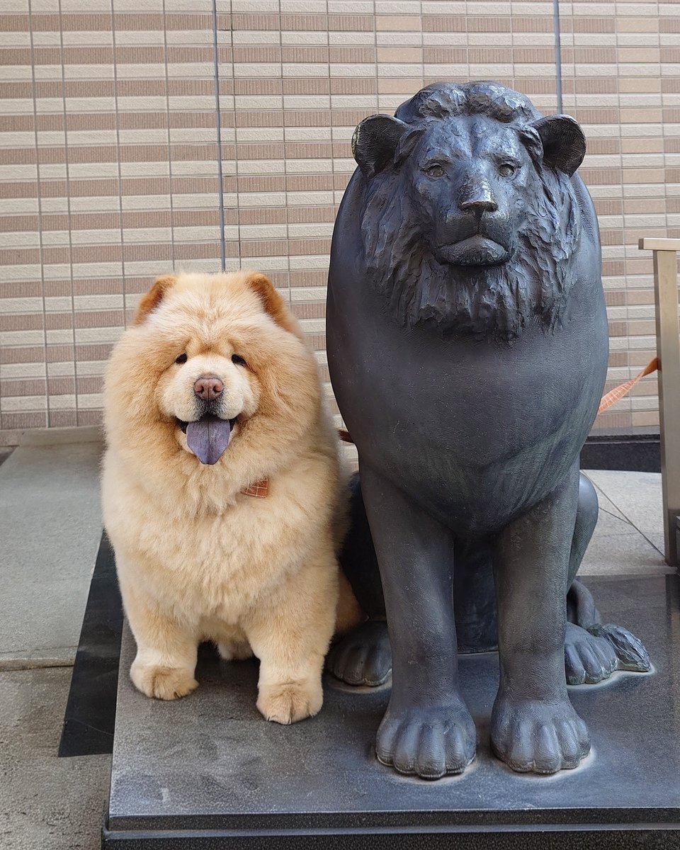 kurizo_chow's tweet photo. 職業体験中🦁 https://t.co/exDNTCkguN