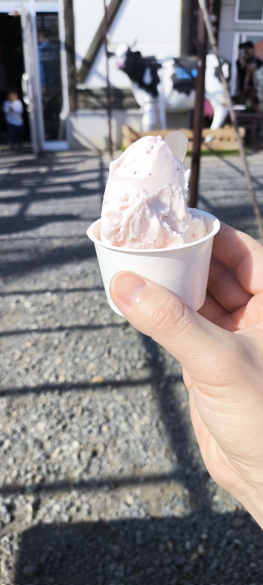 urakadanc's tweet photo. 久しぶりのかとぼくのジェラート：生いちごミルク。
#加藤牧場 https://t.co/HIsaus8WLn