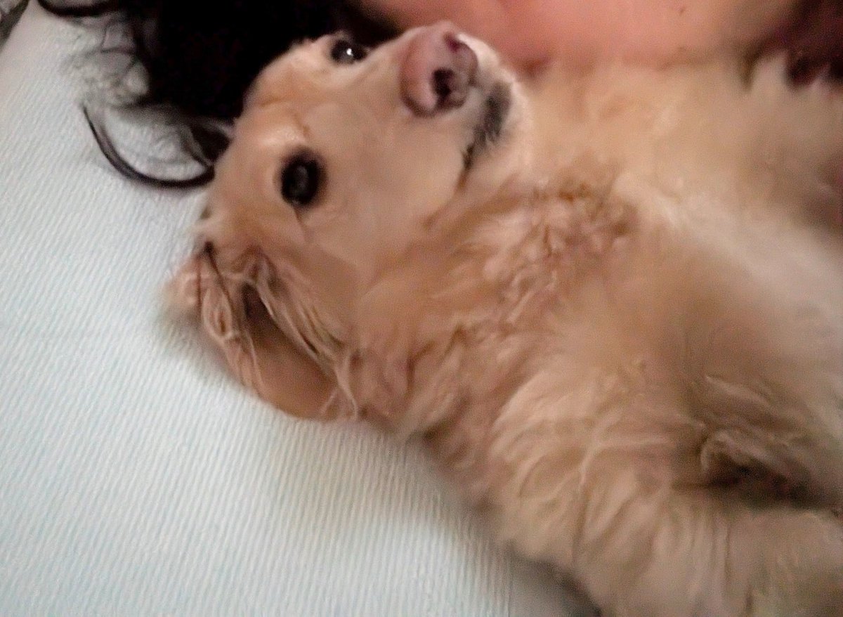 らきぐり tweet media