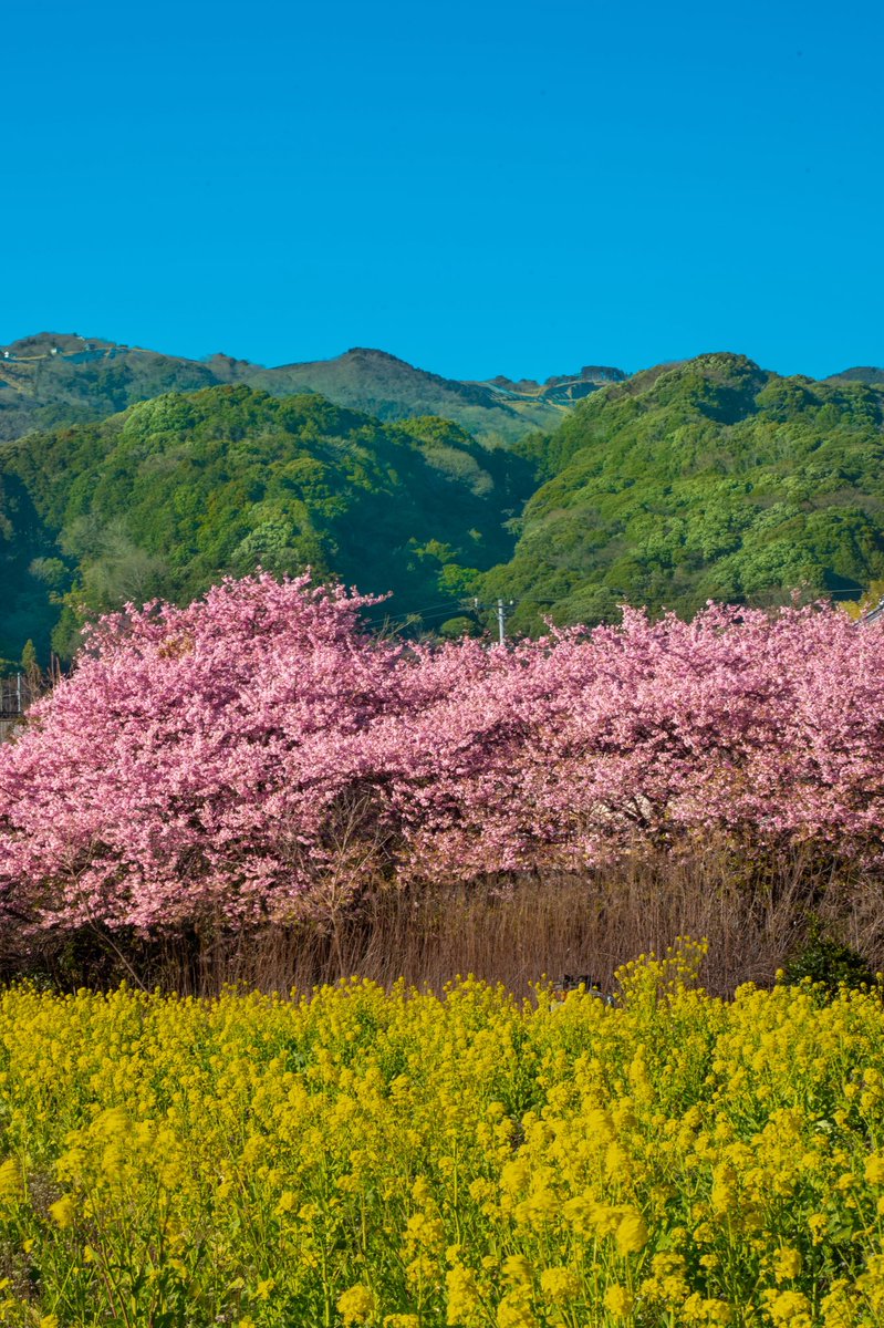 春のパレット🌸 河津桜のピンク、菜の花のイエロー、山のグリーン、空