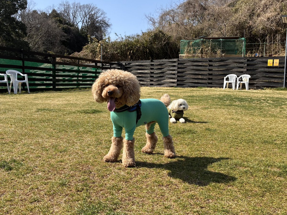 soraandcoco2's tweet photo. 今日はみんなでおでかけ。天然芝とちょっとハワイ気分が味わえるドッグラン🐕‍🦺
看板犬もかわいくて、生後半年のバーニーズにも会えて（主が）大満足✨
#トイプードル #ビショプー #ビションフリーゼ #多頭飼い #ドッグラン https://t.co/j7nfc83kMf