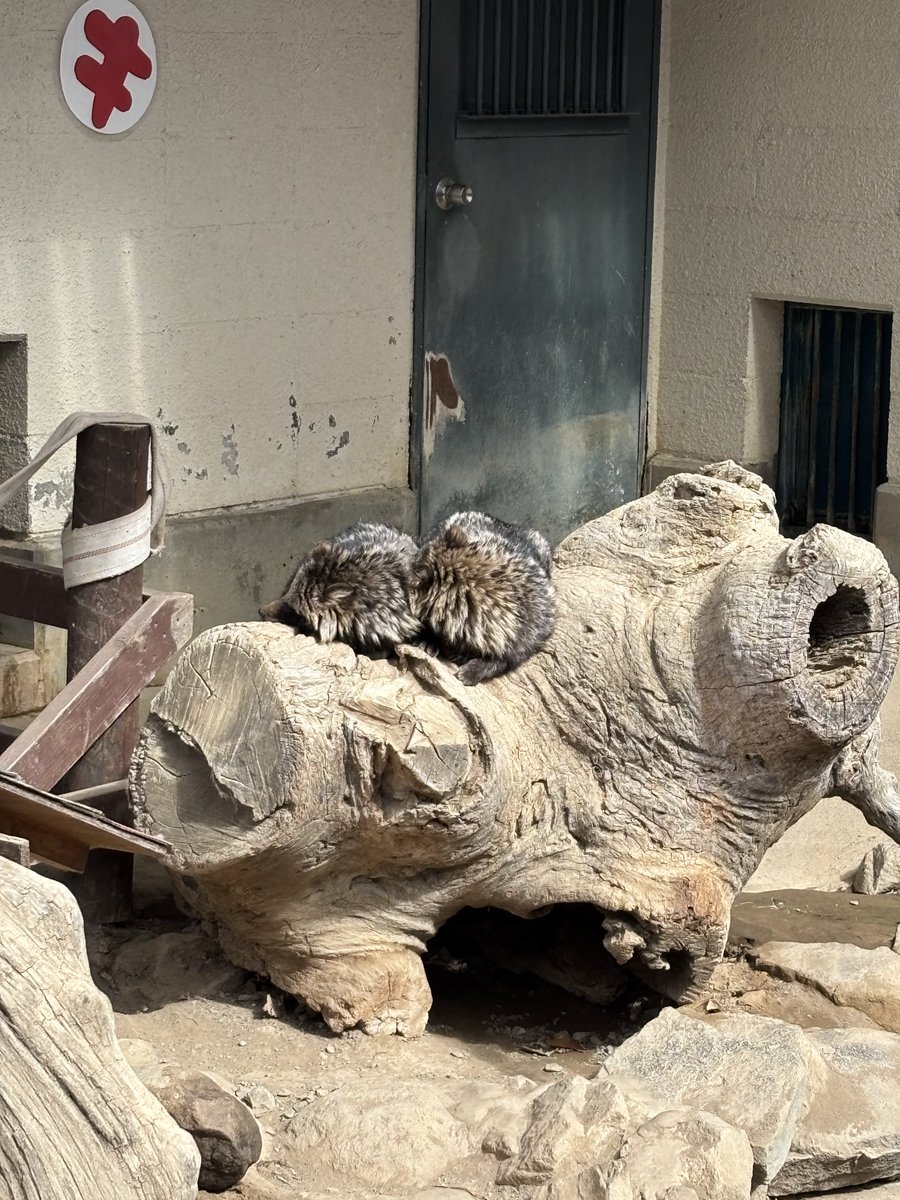 切り株でお休みタヌキ。 2匹仲良くくっついて寝ています。 しばらく