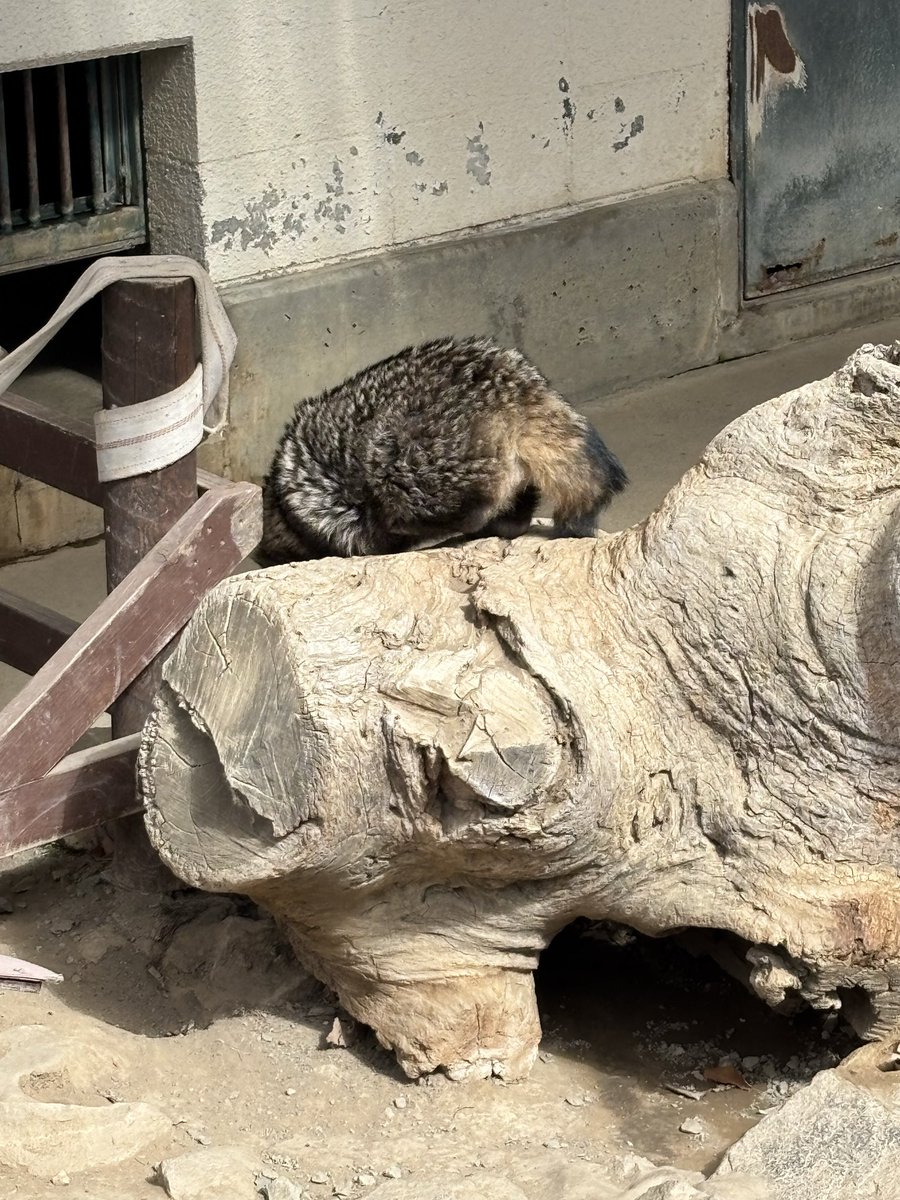 切り株でお休みタヌキ。 2匹仲良くくっついて寝ています。 しばらく