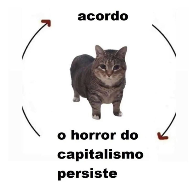 perfil dedicado a gatinhos e peitos (@odeiootaco) on Twitter photo 