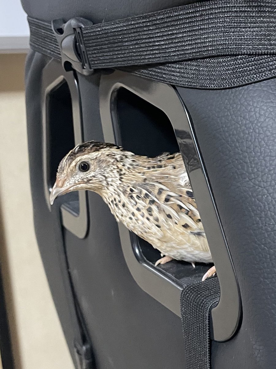 おーちゃん tweet media