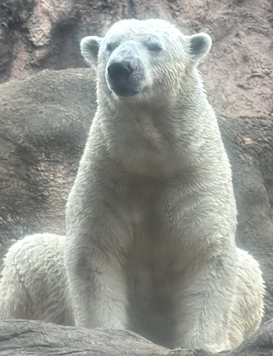 #TLをゴーゴでいっぱいにしよう 
#ゴーゴ
#551ファミリー
もう3月になっちゃった🌸
ゴーゴ🐻‍❄️