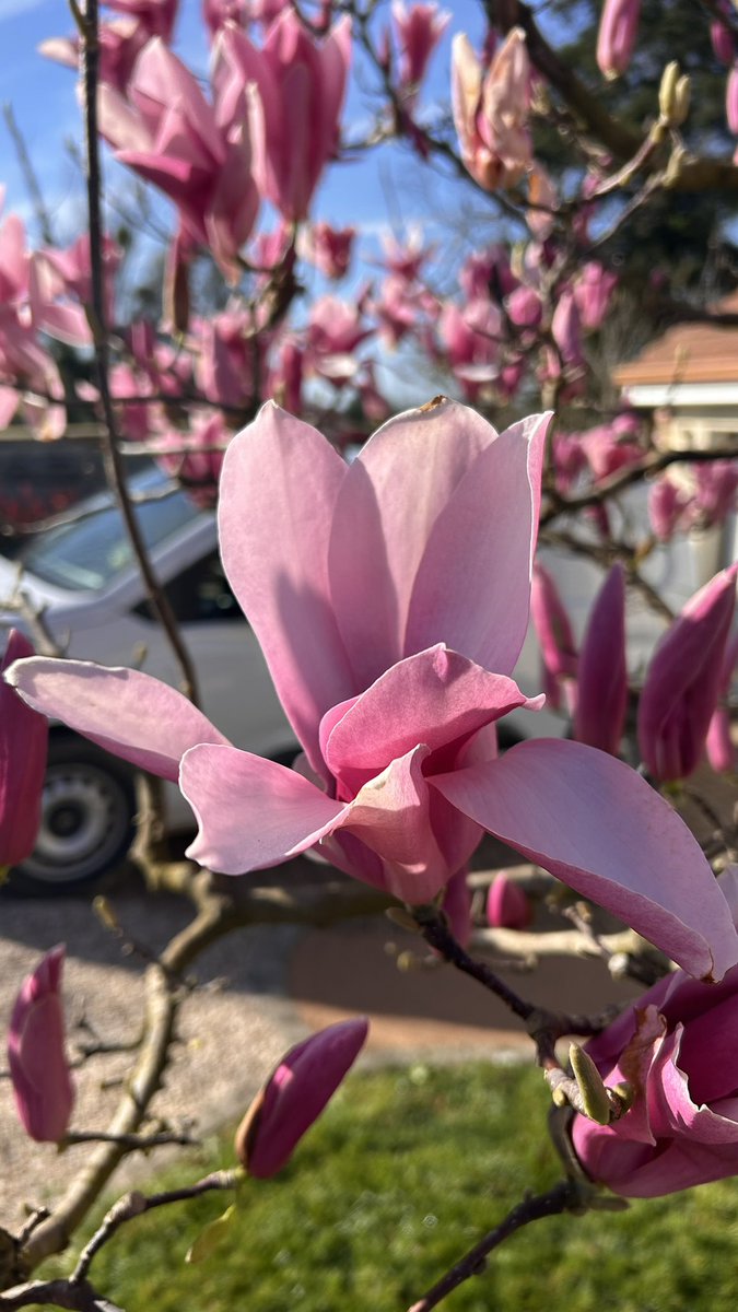 OlivierCOSTE2's tweet image. Je profite de cette fenêtre #météo,pour faire le tour du jardin @BONNIN1402.
Dimanche 1er Mars,c’est le premier jour du #printemps météorologique et aussi la fête des #GrandsMères #FrAgTw.
@Fragritwittos 
@meteo_89 
@MeteoBourgogne 
@MeteoExpress 
@Meteovilles 
@lachainemeteo