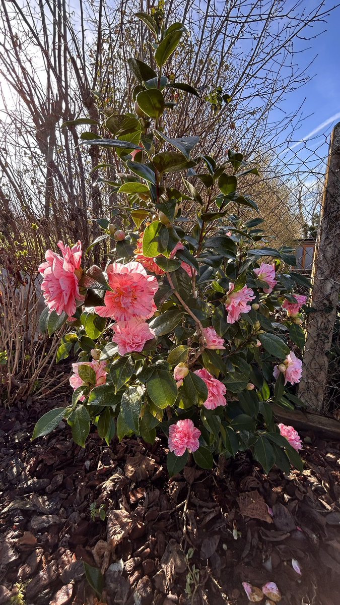 OlivierCOSTE2's tweet image. Je profite de cette fenêtre #météo,pour faire le tour du jardin @BONNIN1402.
Dimanche 1er Mars,c’est le premier jour du #printemps météorologique et aussi la fête des #GrandsMères #FrAgTw.
@Fragritwittos 
@meteo_89 
@MeteoBourgogne 
@MeteoExpress 
@Meteovilles 
@lachainemeteo