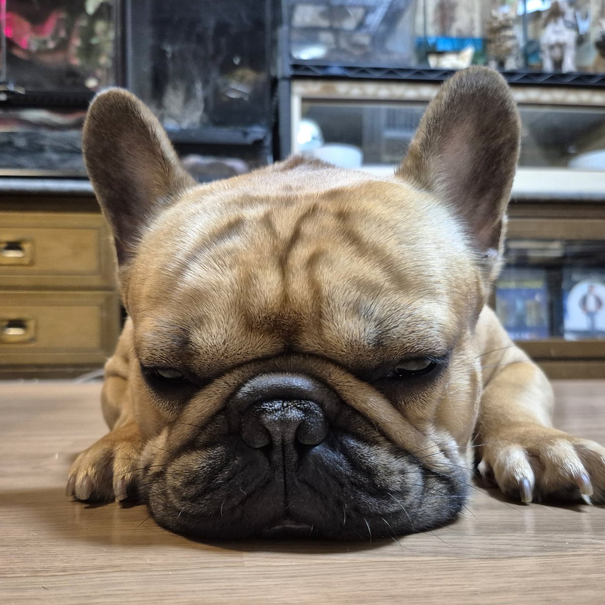 銀パパ (@ynakano12) / Posts / X