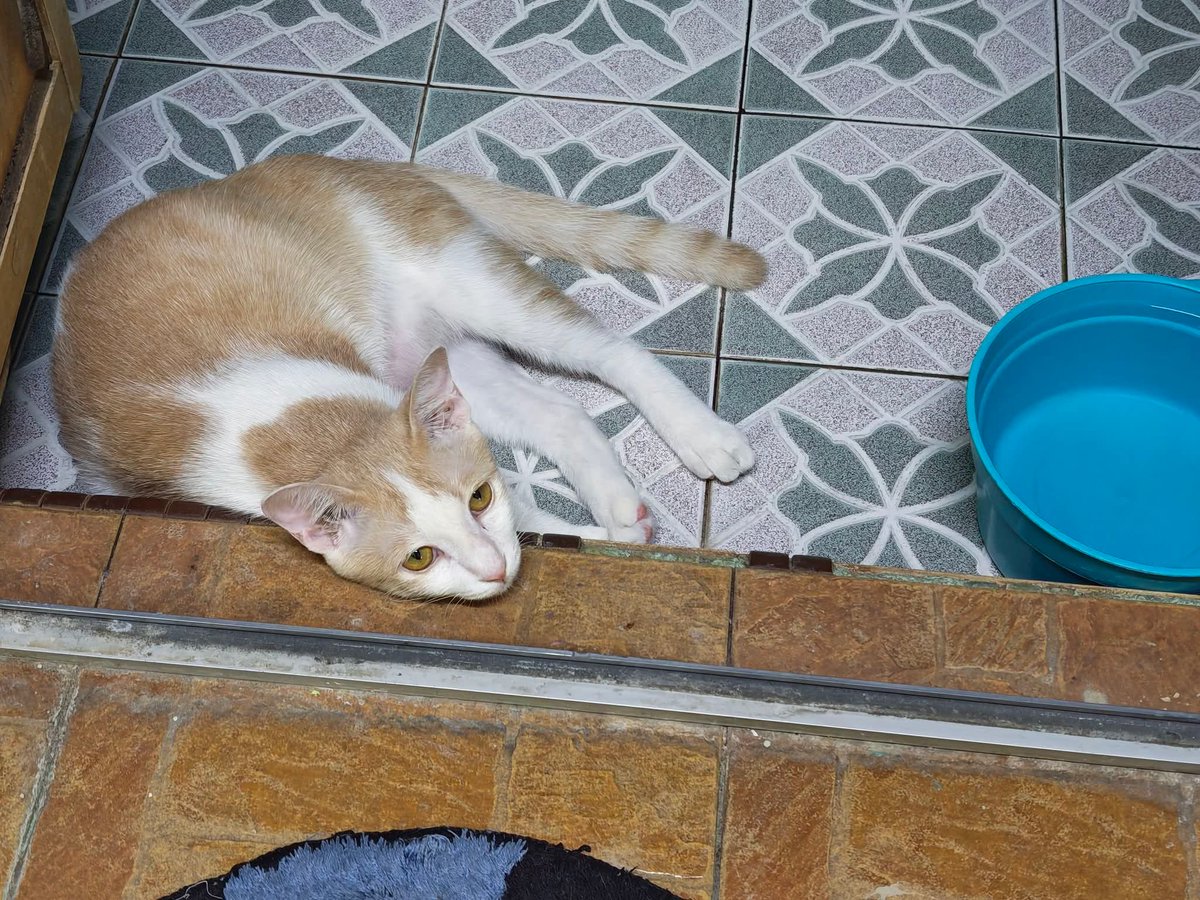 akim2803's tweet photo. Haih la Kiki anak oiii..
Hang boleh lena dalam bilik ayaq..
Sungguh kucing 🐈 pun rasa hangat dengan cuaca Perlis la..
YB kesian sama dia... https://t.co/WzDrNaDiut