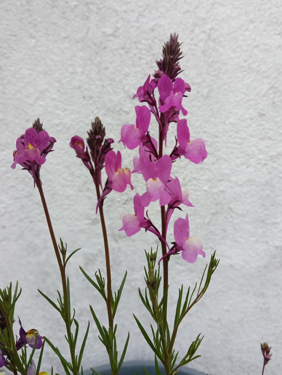 2年目リナリアが咲き始めました～ リナリアは手入れが楽でいいなぁ