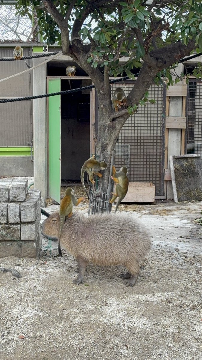 カピバラの僕(しもべ) tweet media