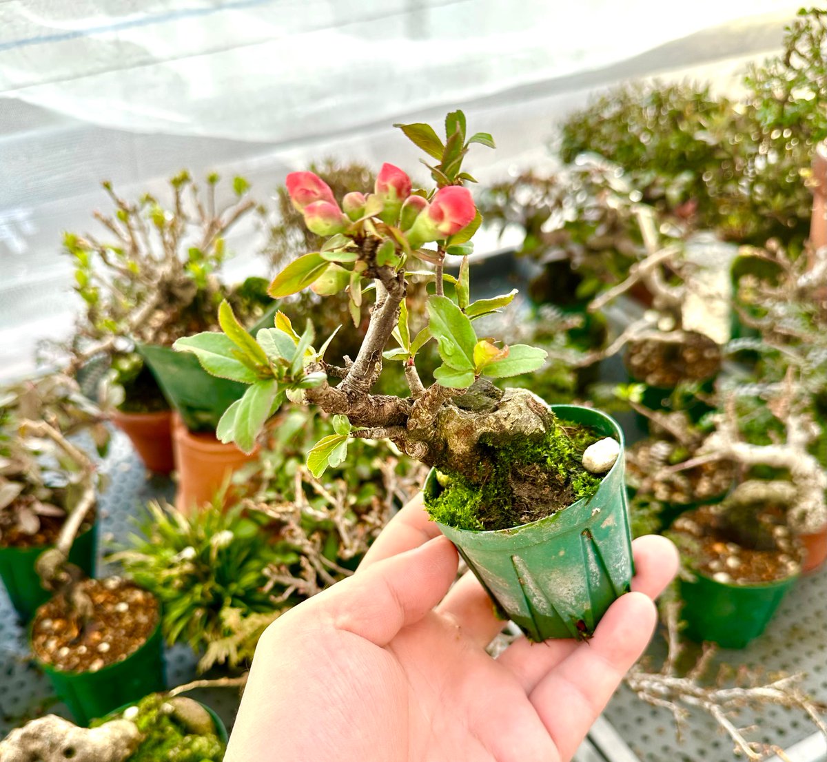 確定申告のもろもろのため、岐阜に戻っていました。タイトスケジュールのなか、棚場の木の植え替えも40鉢行いました…。

こちらは浅沼さんの形見の木瓜。今年はよく咲いています。