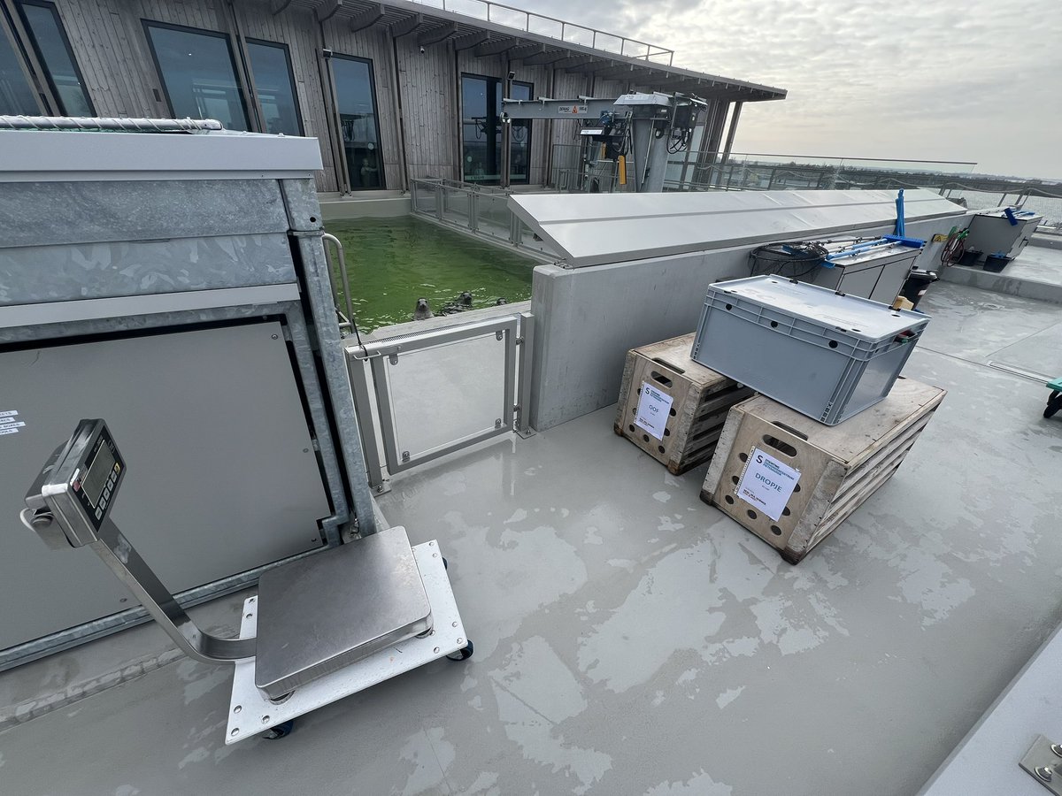 renapoly_93's tweet photo. The big day has come!
And everything is ready ⚖️📦📦🦭🦭
My little Droppina is going back home! 

#Dropje #Oof #アザラシ幼稚園 https://t.co/QE5nG0MPl4