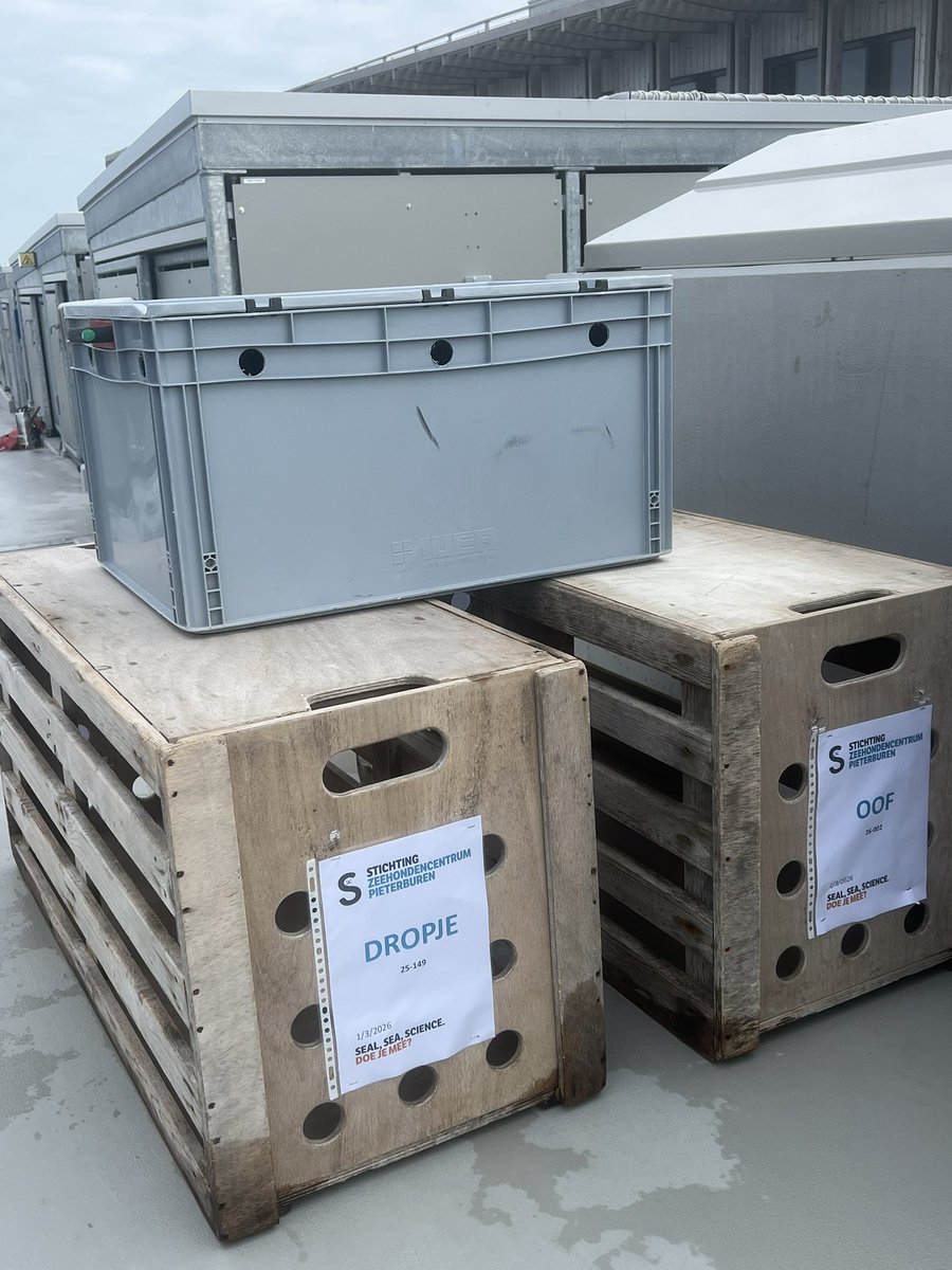 The big day has come!
And everything is ready ⚖️📦📦🦭🦭
My little Droppina is going back home! 

#Dropje #Oof #アザラシ幼稚園