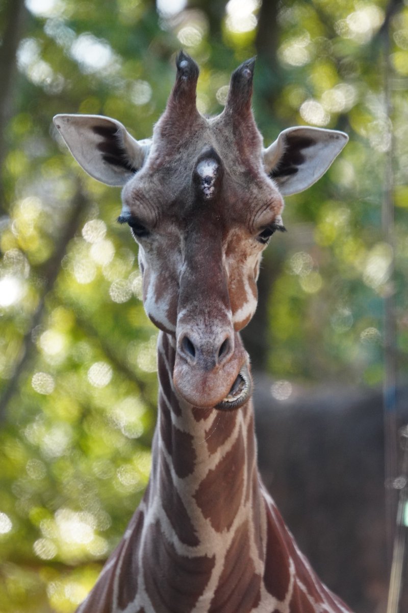 ねえ、ちょっと聞いてもらっていい？」 首が長いぶん、 話も長くなる