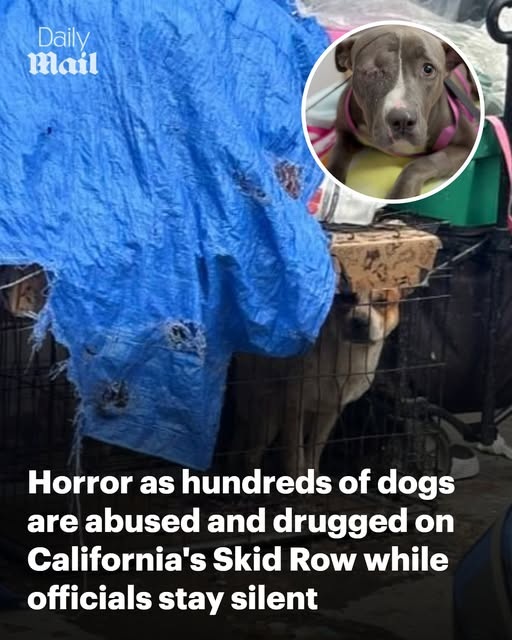 This is shocking!!

California's Skid Row has been hiding a dirty secret as countless dogs are starved, drugged and denied medical care while officials reportedly turn a blind eye.

Animal advocates say the situation has worsened in recent years, with pregnant dogs giving birth