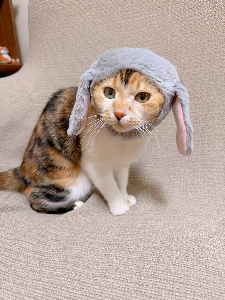 あめちゃん🐱 (@cocoakumikoda) / Posts / X