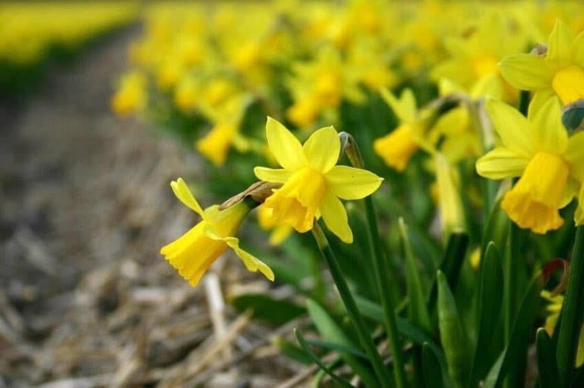 Dydd Gwyl Dewi hapus! 

To all our Welsh followers 🏴󠁧󠁢󠁷󠁬󠁳󠁿

#HRinBloom #StDavid #Daffodils #WeLoveHoughtonRegis #AngliainBloom 

🌺🌼🌸