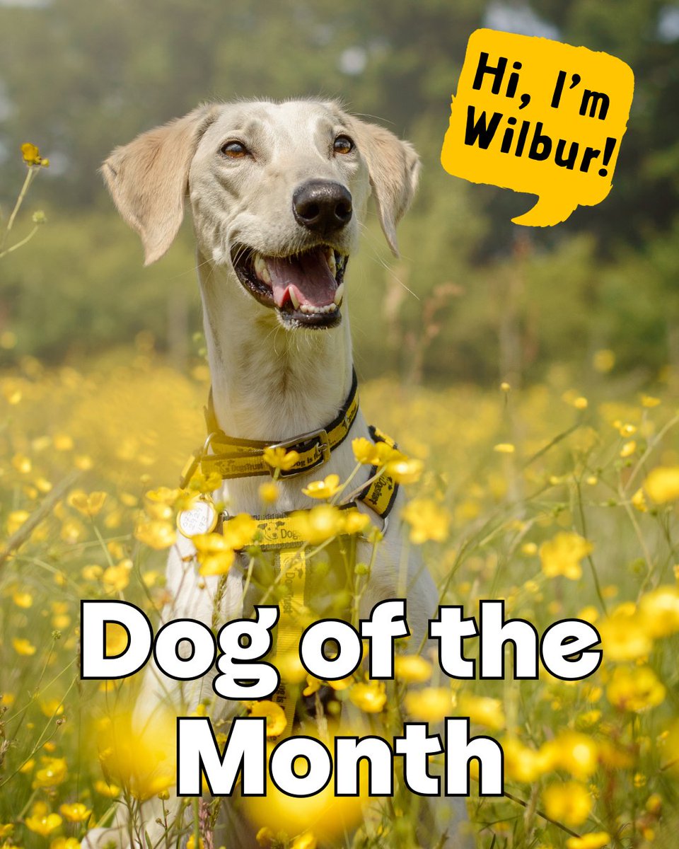 Hold onto your hats… it’s Wilbur! 💨🐾 

Our March Dog of the Month is a total whirlwind who lives life in the fast lane. He loves big adventures, exploring new places, and zooming around with his favourite toys. 💛 

#INeedAHome #AdoptMe #Rehome #RescueDog #Adopt #Lurcher