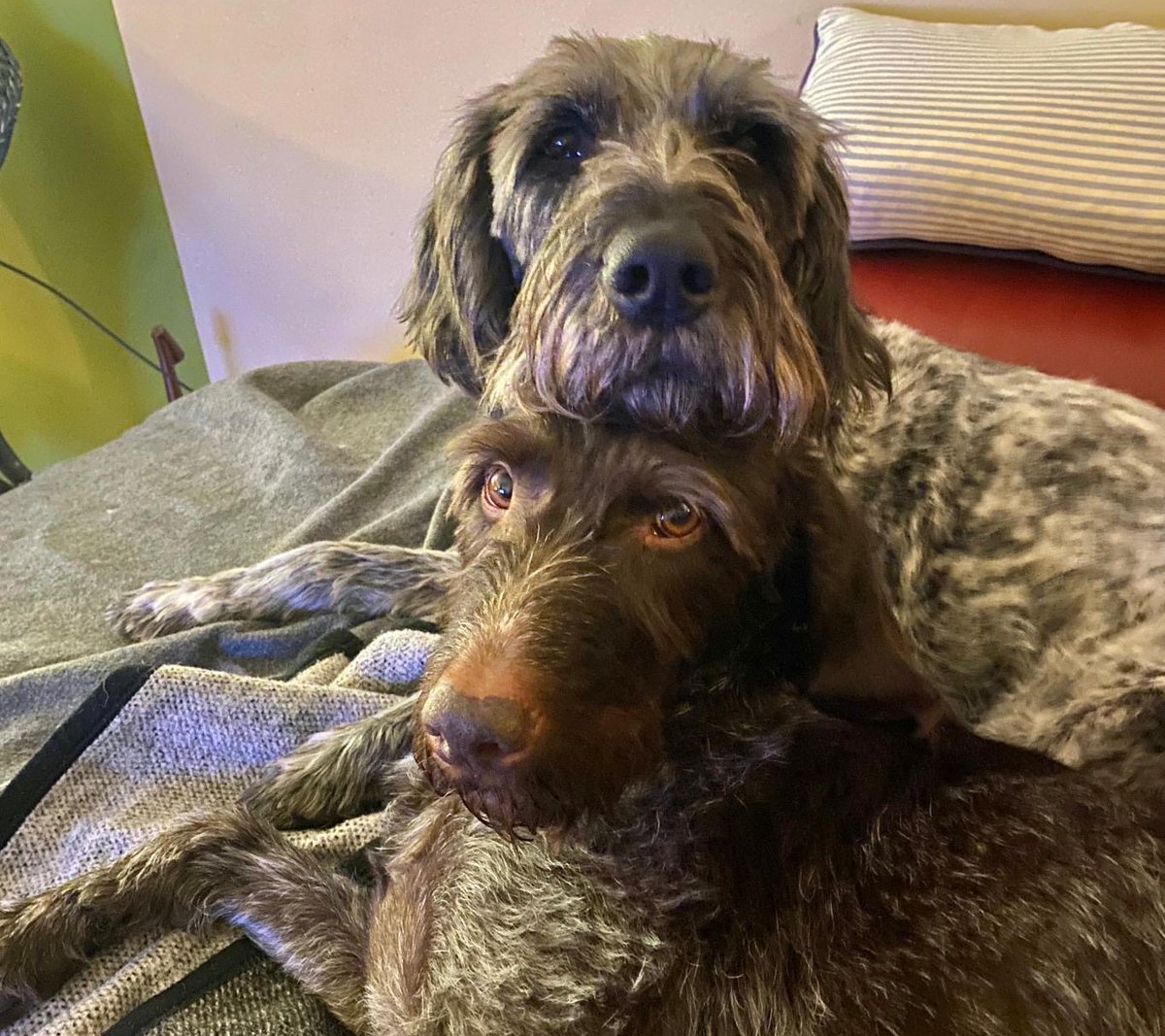 Snuggle Sundays with our bonded pair Cody &amp; Hooper 🥰  

Cody and Hooper are looking for an active family who they can go exploring with followed by snuggles on the couch! 🐾 

Sadly Cody has been diagnosed with lymphoma however this has not yet slowed him down and he is still