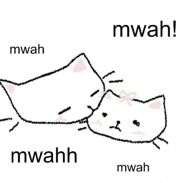 daily cats ♡ tweet media