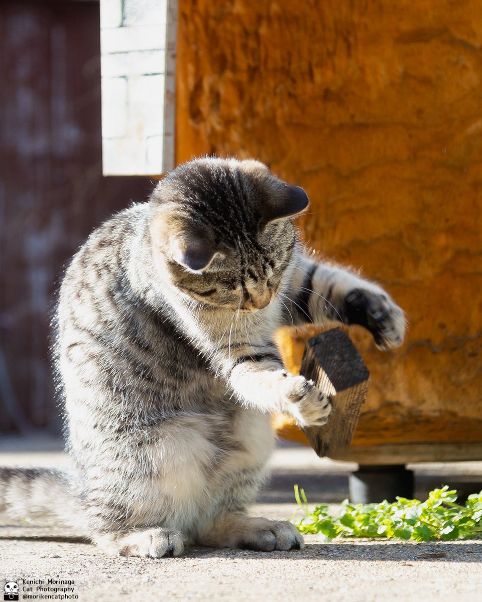 ハンドパワー
キテます、キテます

#猫
#nekoくらぶ