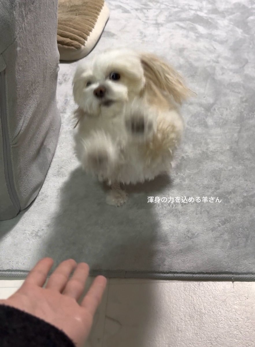 羊さんとトラさん tweet media