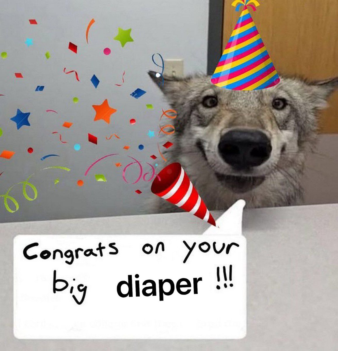 puppy brat 🔜 lvfc tweet media