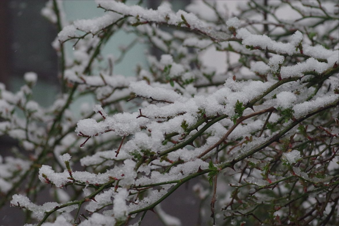 teagueli's tweet photo. 今外で大雪が降っている https://t.co/cZPMXGGlE8