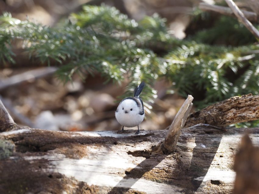 鈴木俊貴 Toshitaka Suzuki (@toshitaka_szk) / Posts / X