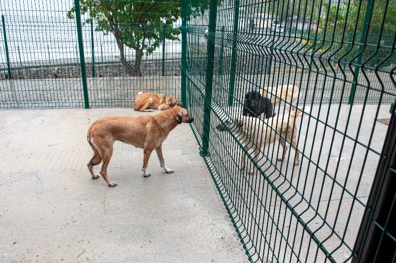 Karşıyaka, Bayraklı ve Çiğli belediyelerinden iş birliği adımı:
Sokak hayvanları için toplam 98 bin metrekarelik doğal yaşam alanı oluşturulacak.