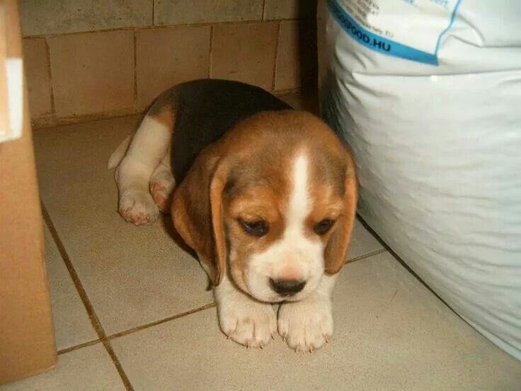 no treat today i have to maul owner to death