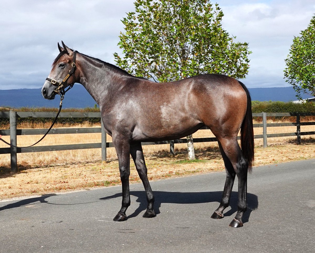 Grenville Stud tweet media