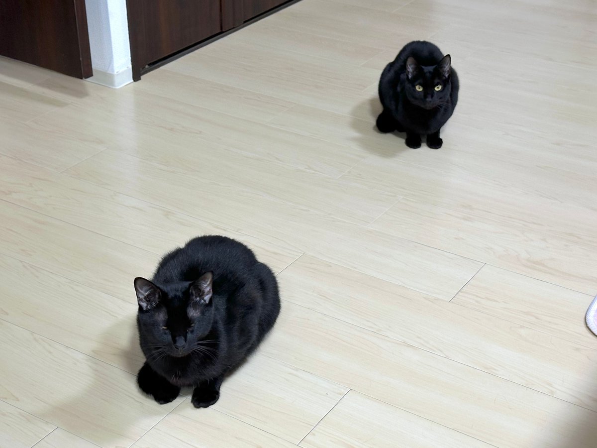 梅子の部屋【黒猫兄妹】 (@umeko9625yamato) / Posts / X