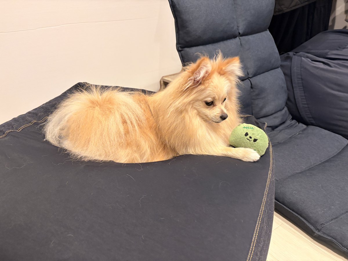 犬！洗わずにはいられないッ！ (久しぶりの自力シャンプー)(犬用の