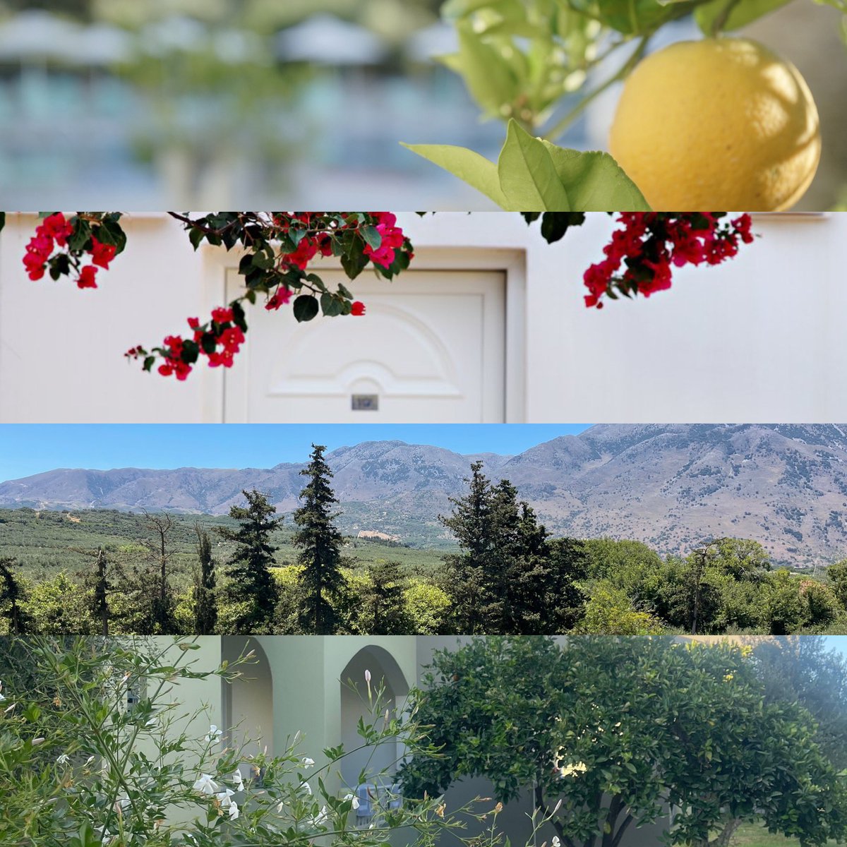 VardisHotel's tweet photo. ☘️Happy Spring from #VardisOliveGarden #Georgioupolis

#kreta #olivegarden #spring #creta #visitcrete #georgioupolis https://t.co/CcwQlbvvAB