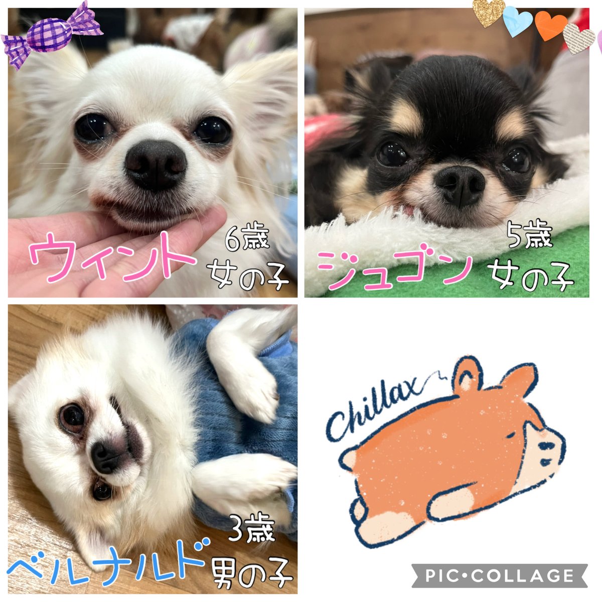 hogokensakai's tweet photo. 🐶現在の里親募集メンバーです🐶

※ふれあいの方は
土日祝日90分制
平日フリータイム制
(満席時は90分制にご協力下さい🙇🏻‍♀️)

※問い合わせはお電話でお願いします🤙

#保護犬カフェ堺店
📮大阪府堺市北区東雲東町3-6-20
🚃JR堺市駅から徒歩8分
☎️072-230-4800
⏰12時～20時
#譲渡会 #保護犬 #里親募集 https://t.co/WjA65cTC3j