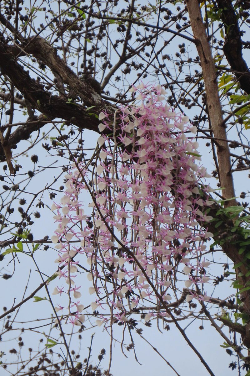 "เอื้องสายน้ำผึ้ง" ที่คลองลานบานแล้ว! 🌸🐝 กล้วยไม้ป่าที่ยอมทิ้งใบเพื่อผลิบานแค่ปีละครั้ง กลิ่นหอมหวานสมชื่อ สีชมพูละมุนตัดกับป่าหน้าแล้งคือที่สุด ใครมีแพลนไปกำแพงเพชรช่วงนี้ห้ามพลาดครับ
​#เอื้องสายน้ำผึ้ง #อุทยานแห่งชาติคลองลาน #กล้วยไม้ #กำแพงเพชร #กรมอุทยานแห่งชาติ